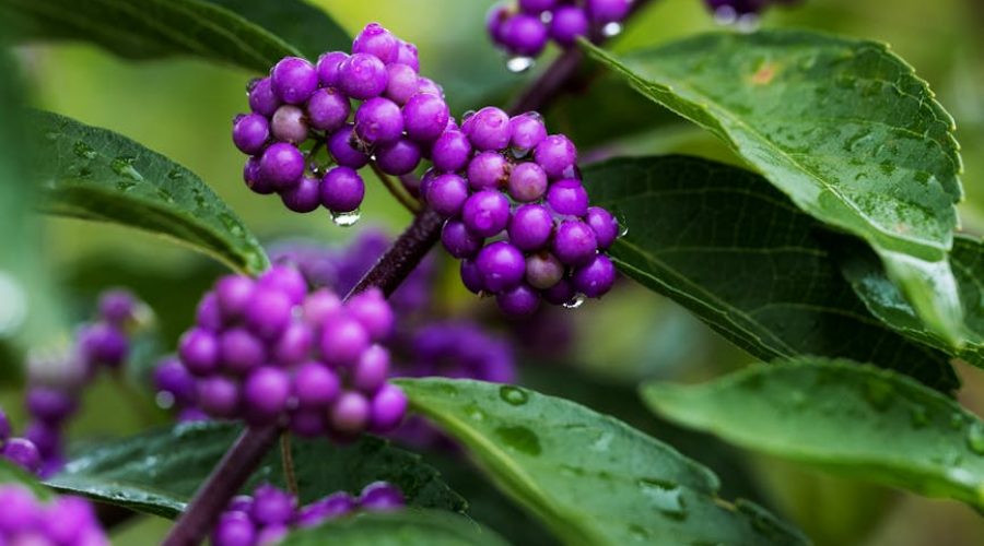 Are Beauty Berries Edible? Everything You Need to Know About This Vibrant Plant